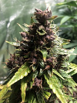 Sherman’s Tactics auto bred by Springwater Scientific