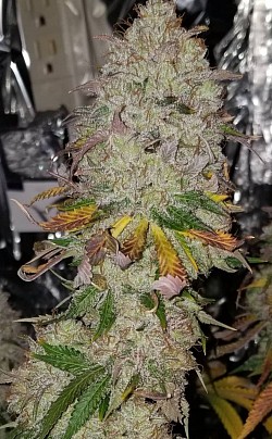 Coney Island Cotton Candy bred by Future Genetix