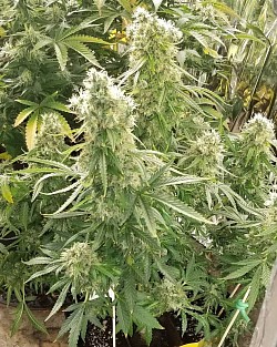 Sherman’s Tactics Auto bred by Springwater Scientific