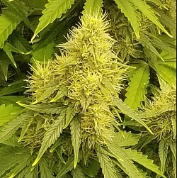 Ultra Power Plant Auto bred by Pyramid Seeds