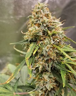 Big Bud Auto bred by Captain Redbeard