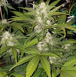 Early Skunk Auto bred by Sensi seeds
