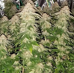 Captain Redbeards Cherry Pie bred by Captain Redbeard