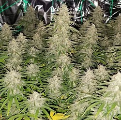 Bag Seed breeder unknown