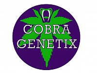 Cobra Gentix
