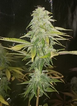 Jedi Kush bred by Greedos Garden