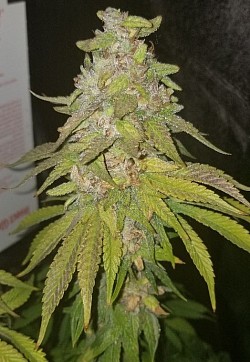 Nepali bred by Purple Gnome