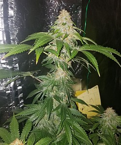 Vine Nepali bred by Cobra Genetix