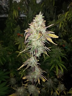 Dreadnok Punch bred by Cobra Genetix