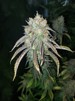 Dreadnok Punch bred by Cobra Genetix