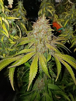 Zarana bred by Cobra Genetix