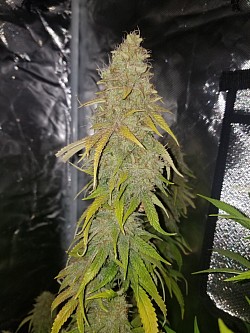 Zarana bred by Cobra Genetix