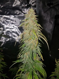 Zarana bred by Cobra Genetix